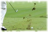 Poor Ants
